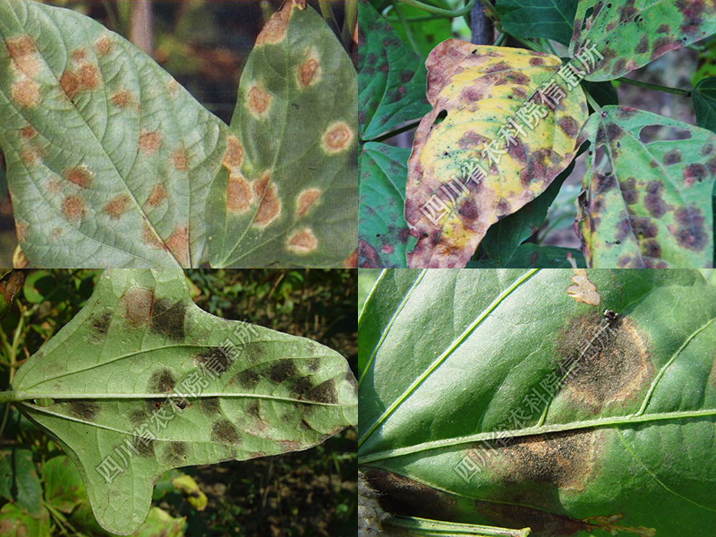 严重时致早期落叶或蔓上残留数片嫩叶,病叶变小 豇豆煤霉