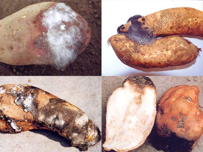 霉毛污染周围病薯,形成一大片霉毛,块根即呈软腐状,发出恶臭味 甘薯软