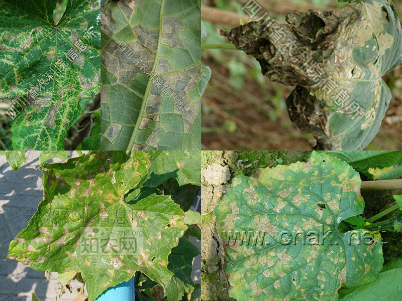 茎和果实染病,初呈水浸状,后也溢有白色菌脓 丝瓜细菌性角斑病