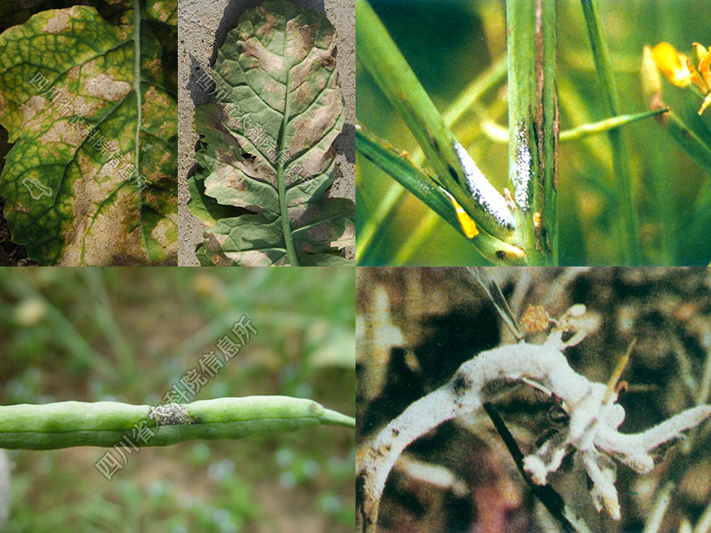 油菜霜霉病