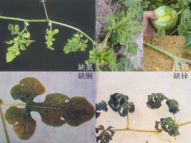 植物缺素症图谱缺锌图片