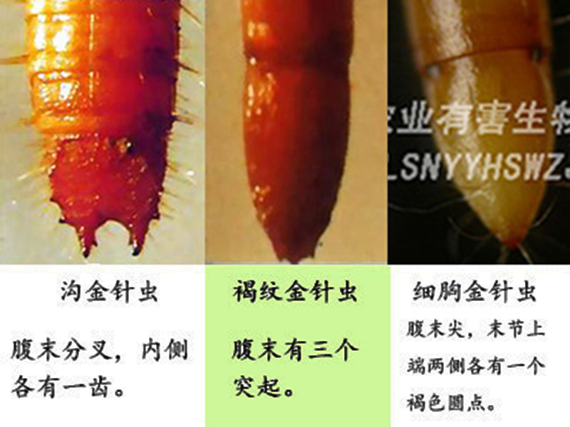 细胸金针虫幼虫图片图片